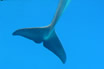 Delfino al delfinario di rimini